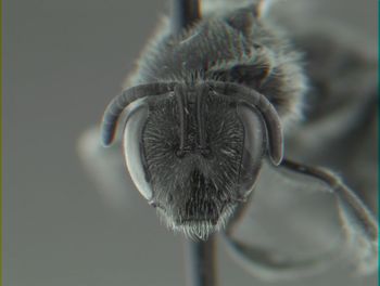 Media type: image;   Entomology 610622 Aspect: head 3D